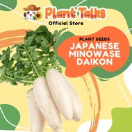 Plant Talks White Radish Plant Seeds White Carrot Organic Edible Fruit