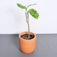 Aglaonema Pictum Tricolor (tanaman)