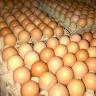 Per 30 butir 1 tray telur ayam negeri. Agen telur segar. Grosir