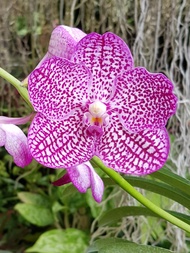 Anggrek Vanda Tristar