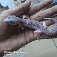 leopard gecko pied