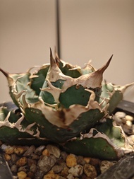 疣豬 龍舌蘭 植物 嚴龍 Agave Plant 塊根 多肉