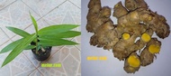 Cassumunar Ginger Sapling  / Anak pokok  Bonglai Kuning (kunyit bonglai) Anak Pokok Tanaman Benih Ga