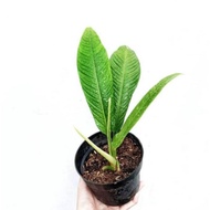 Tanaman Hias Philo Linet Philodendron Linet RR