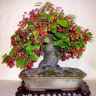 12 เมล็ด เมล็ดเชอร์รี (Cherry) Cherry Bonsai tree Seeds ของแท้ 100% อัตราเปอร์เซ็นต์งอก 70-80%