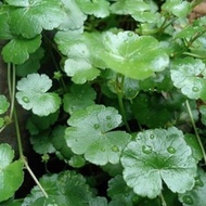 Daun Pegagan Segar | Daun Pegagan Hidup | Pohon Daun Pegagan Kecil 700 gram