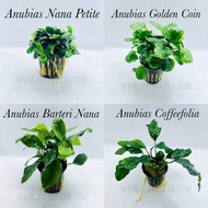 Anubias var. - Aquatic Live Plant Aquarium Aquascape Anubias Nana Petite Golden Coin Coffeefolia