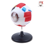 [Teh] Eyeball Anatomy Model For Eye Diseases Study, 6X Human Eye Anatomy Model Eye Anatomy Model Hum