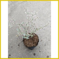 ◸ ℗ ◹ Variegated African Talisay Tree  Variety