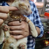 CAT DOG FERROUS CHAIN NECKLACE [CODE 1CODE 3CODE 5CODE 6CODE 7CODE 8CODE 9CODE 10CODE