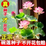 Bowl Lotus Seed Four Seasons Hydroponic Plant Flower Lotus Potted Plant Hydroponic Four Seasons Lotu