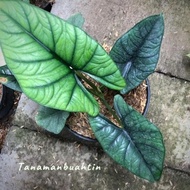 TANAMAN HIAS ALOCASIA NEBULA BETTYCRICKET16