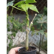 Anak pokok betik Red lady (Kahwin)