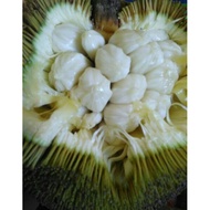 15 pcs Biji Buah Tarap