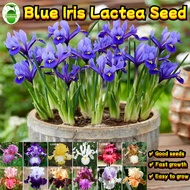 80 Seeds/pack Blue Iris Lactea Seed Warna Campur Benih Blue Iris Plant Seeds for Planting Garden Flo