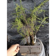 🌳3🔥 mini bonsai / bonsai cucur atap / coreng atap / Berungis / Baeckea frutescens / mini bonsai cA