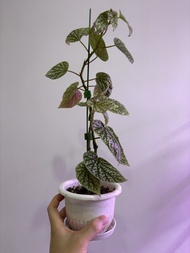 富士山秋海棠 家居綠植 美化家居 室內種植 觀葉植物