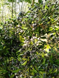 asam kranji buah langka