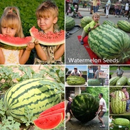 Ready Stock Plant Giant Watermelon Seeds 30pcs Organic Fruit Seed Benih Pokok Buah Biji Benih Sayur Sayuran Benih Bunga