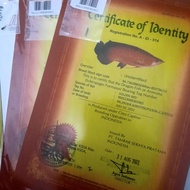 sertifikat dan chip ikan arwana golden red