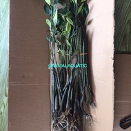 AKAR BAKAU AKMAL AQUATIC [ BERDAUN + AKAR ]