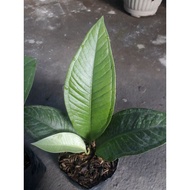 NEW TANAMAN HIAS ANTHURIUM LEVIS REMAJA