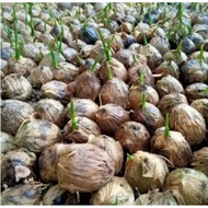 Areca nut sprout seeds per 10 pcs fgr