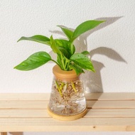 黃金葛 三角水耕盆栽 室內植物 觀葉植物 禮物 水培