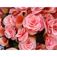 🔥🔥Begonia Rose Mix Color🔥🔥