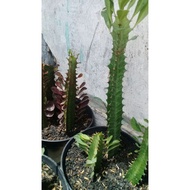 Euforbia cactus ornamental plant