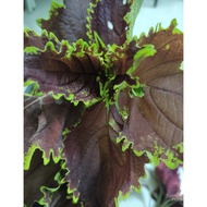 Bunga ati2/ati2 berakar 50pcsseed J9p7