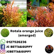 aquascape palnt- Rotala orange juice (emerged)(duan darat)