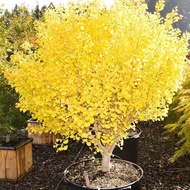 Benih GINKGO BILOBA Gingko Biji Pohon