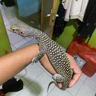 varanus doreanus Jayapura