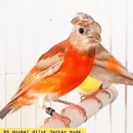 Burung red siskin double dilute jantan muda