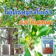 100 เมล็ด เมล็ดพันธุ์ กระถินเทพา (Acaacia mangium willd) จัดเป็นไม้โตเร็วที่อยู่ในพืชตระกูลถั่ว มีถิ่นกำเนิดที่ประเทศปาปัวนิวกินี ออสเตรเลีย อินโดนีเซีย