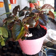 Tanaman hias begonia coklat bunga merah - tanaman bunga begonia