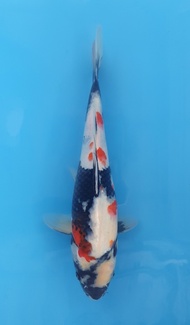Ikan Koi Import (code 30)