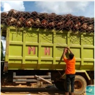 5mm tbs palm truck net 4m x 6m cargo truck cover net palm fruit