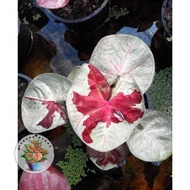 Umbi Caladium Siam Naruemit - Caladium Thailand Terlaris