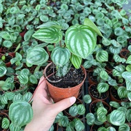 TKL -  Peperomia Argyreia Peperomia Watermelon/ Fine Leaves 西瓜皮/小叶椒草