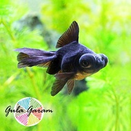 Ikan Hias Mas Koki Buldog Hitam Hiasan Aquarium Tanaman Air / Kolam
