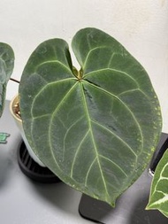 Anthurium Kos hybrid