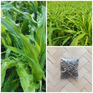 Maramais Forage Grass Seeds