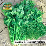 เมล็ดพันธุ์ผักชีจีนกอใหญ่ 10กรัม เมล็ดพันธุ์ผักสวนครัว เมล็ดพันธุ์ผักชีใบใหญ่ ปลูกง่าย กอใหญ่ อัตราก