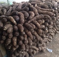Talas belitung kimpul masih segar 1 kg ukuran besar