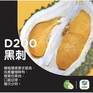 Anak Pokok Durian Duri Hitam D200🌱BLACK THORN D200🌱黑刺榴莲树苗 D200🌱🔥HOT SALE🔥
