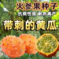 Fire Ginseng Fruit Seeds Mars Fruit Sea Cucumber Fruit African Melon Seeds Sashimi Seeds Four Season
