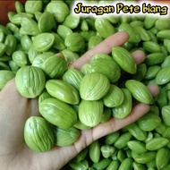 PETE KUPAS SEGAR KEMASAN 150GR/PETE KUPAS PILIHAN/PETE KUPAS KUALITAS SUPER/PETE KUPAS MURAH/PETE TUA MURAH/PETE TUA SEGAR/PETE MURAH/PETAI TUA MURAH/PETAI SEGAR MURAH/JURAGAN PETE BIANG/PETE DAERAH JAWA BARAT/PETE JAWA MURAH/PETE KUPAS/PETAI KUPAS