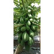 F1 KNOWN YOU Red lady papaya seed 台灣紅妃木瓜種子F1(第一代交配) Benih Betik Red Lady Hibrid F1 Cap Known You Seed